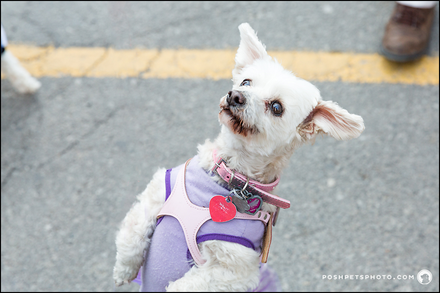 pampered-pooches-toronto-2015