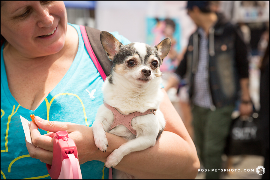 chihuahua being carried at Toronto dog fest
