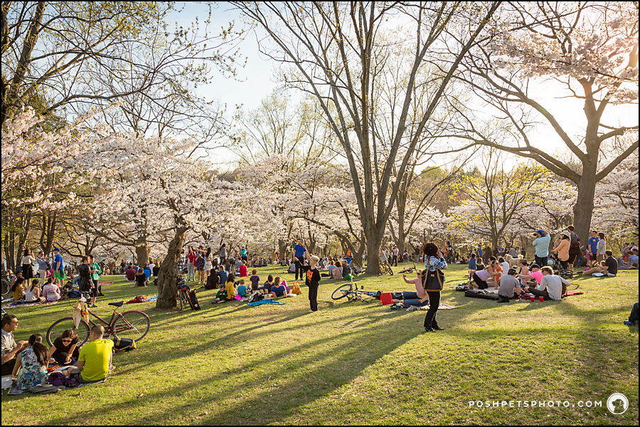 high park toronto crowds enjoy cherry blossoms