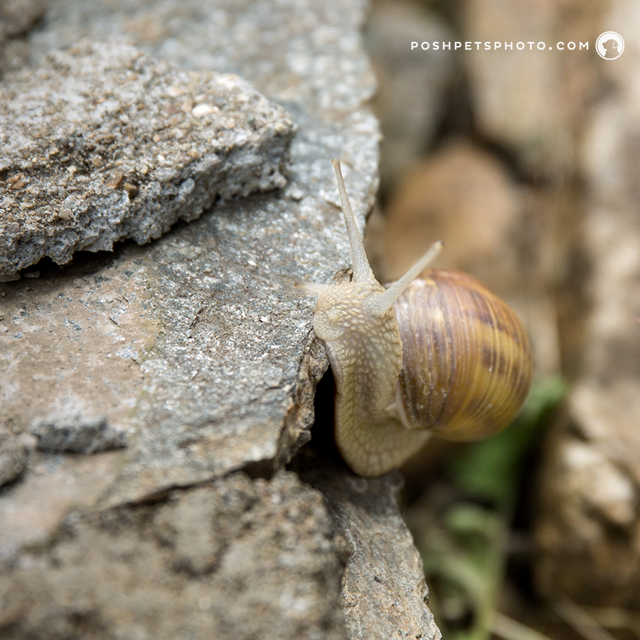 snail on stone wall