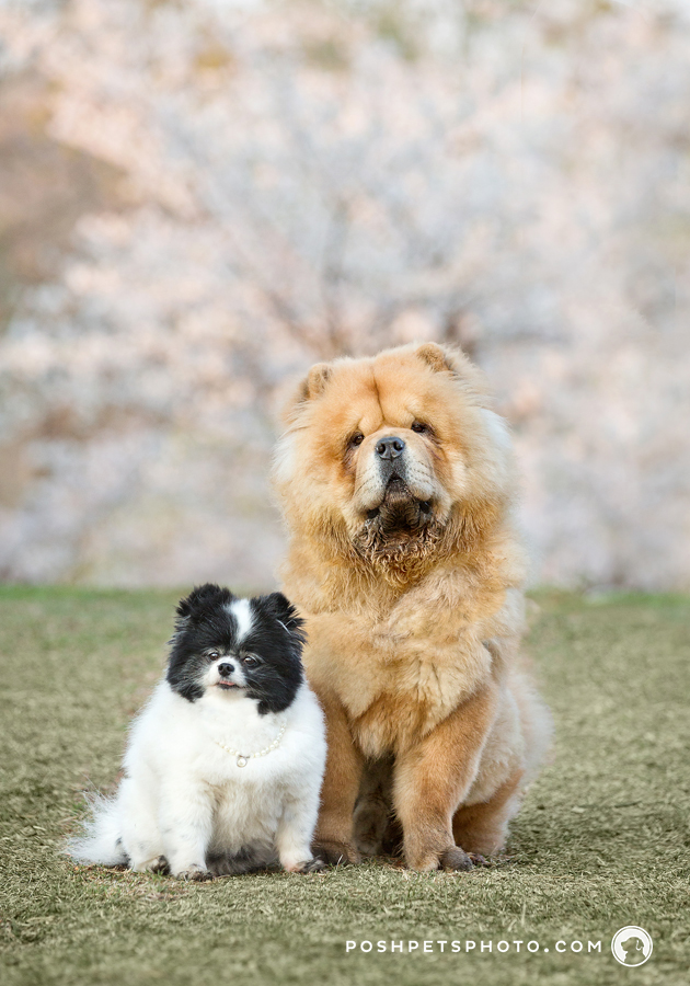 chow and pomeranian dogs in cherry trees