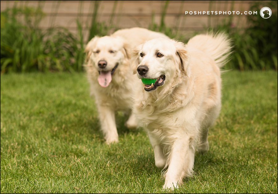 two golden retrievers playing