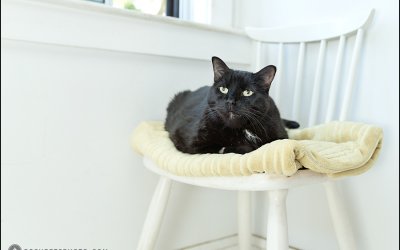 Bart – Posh Pets Heritage™ Session | Cat Photographer in Toronto