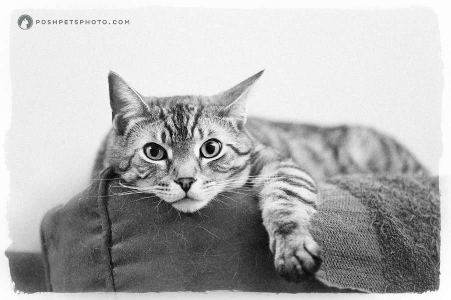 Baxter – Happy Gotcha Day! | Toronto Pet Photography