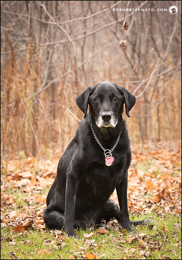 formal black labrador dog portrait