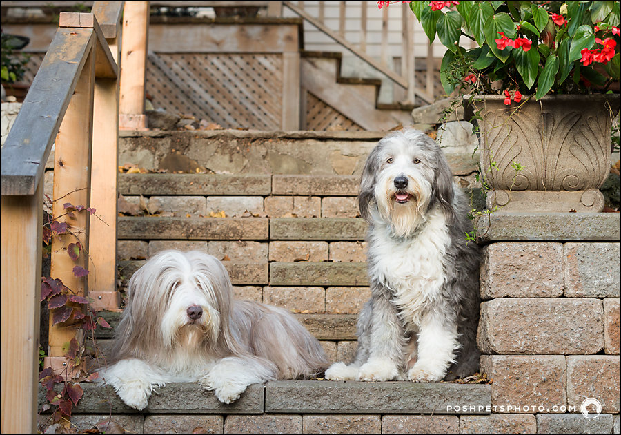 dogs on steps
