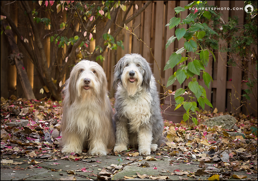 bearded collie show dog with friend