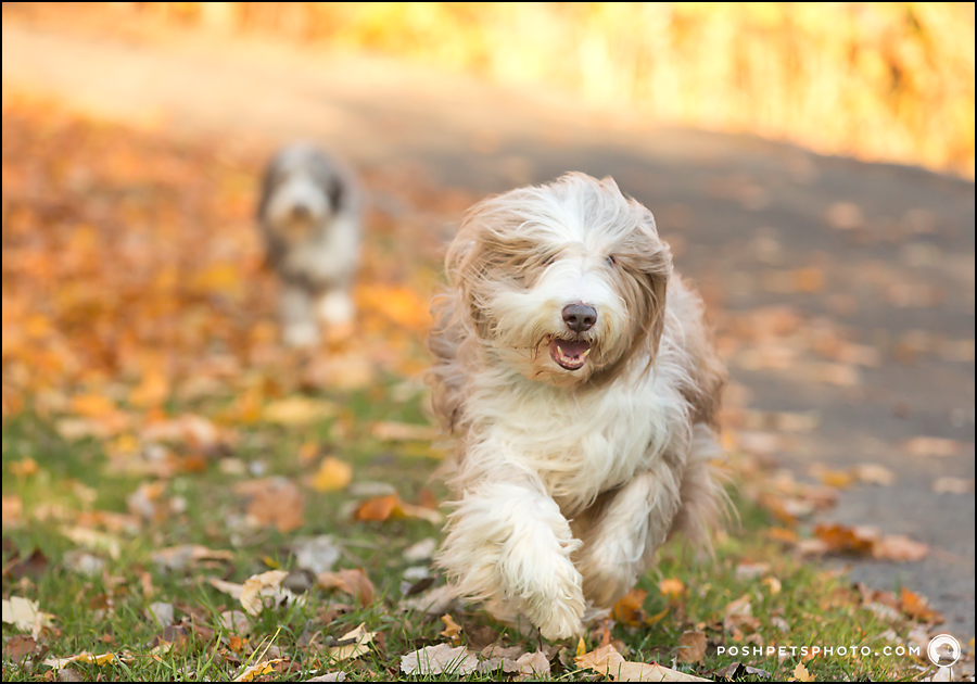 dog running in fall colours