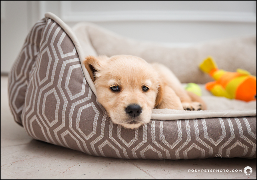 dog resting in his bed