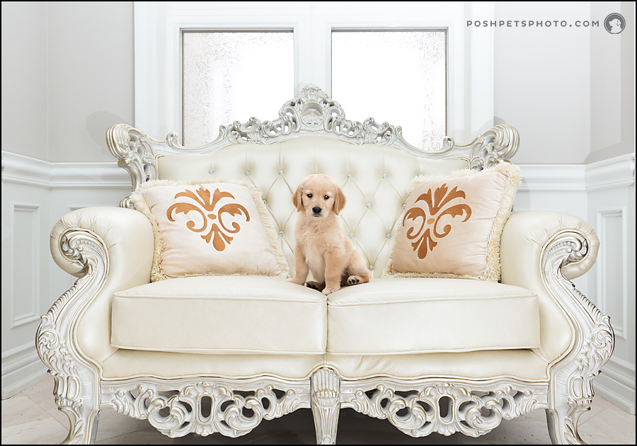 puppy on ornate couch