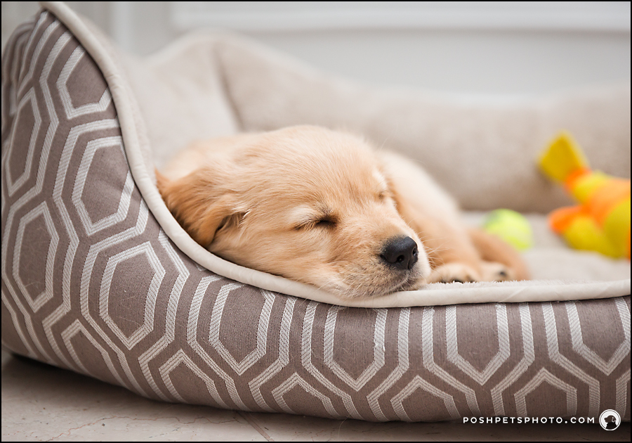 sleeping puppy in his bed