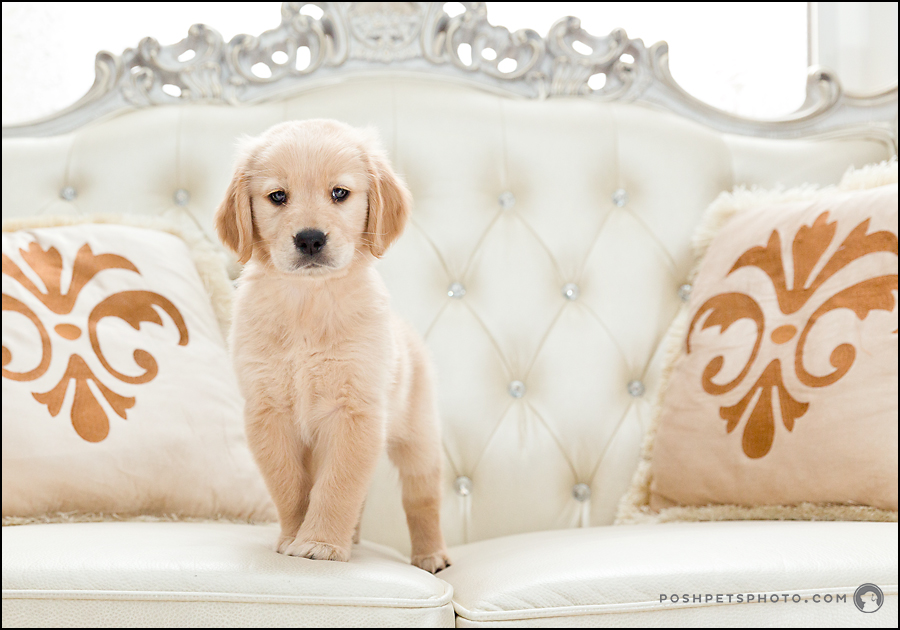puppy portrait on couch