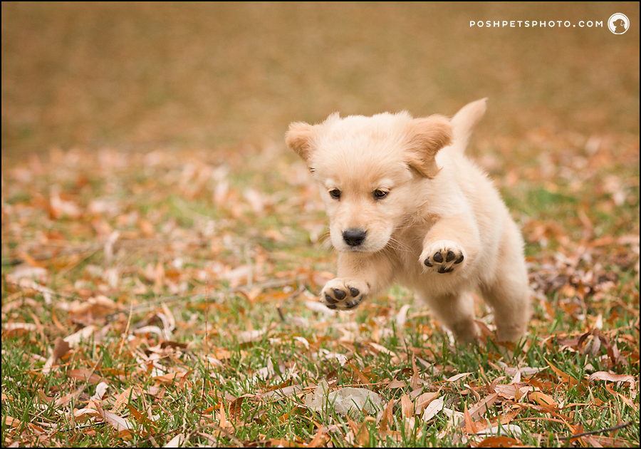 golden retriever puppy pouncing