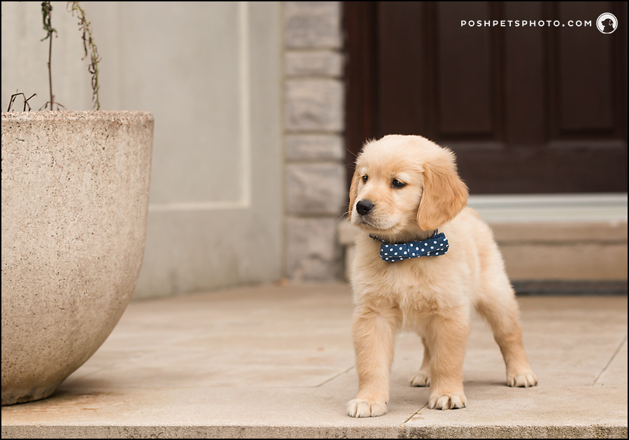 puppy on front porch with bowtie