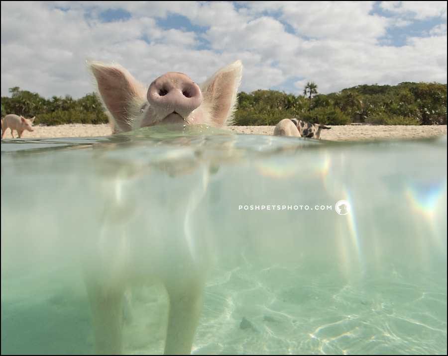 pig swimming in The Bahamas