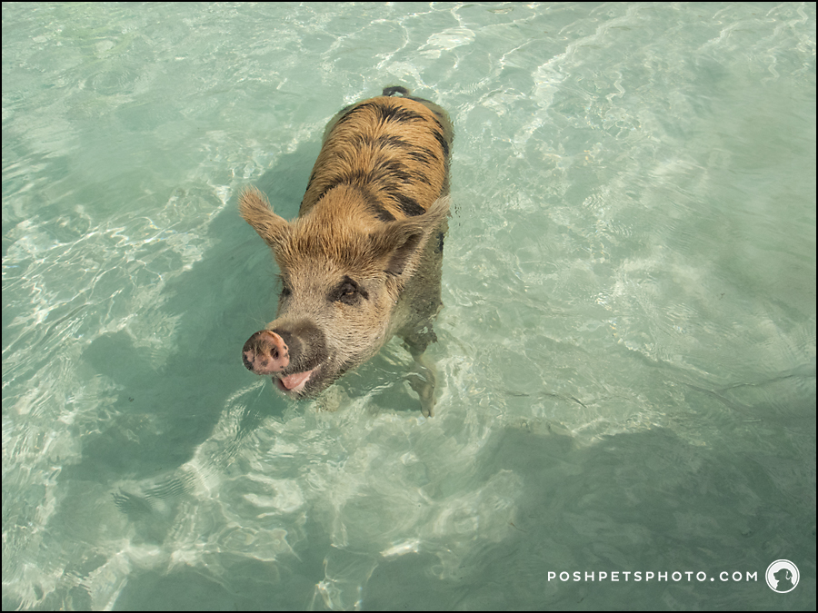 swimming pig in water, Bahamas