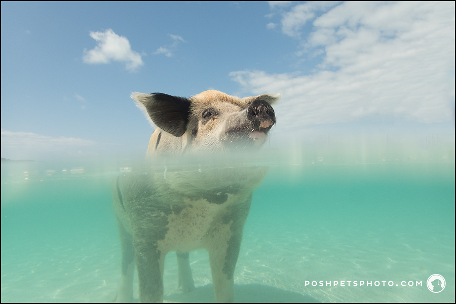 swimming pig in exam, bahamas