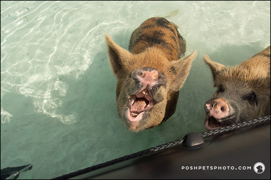 swimming pig with mouth wide open for carrots