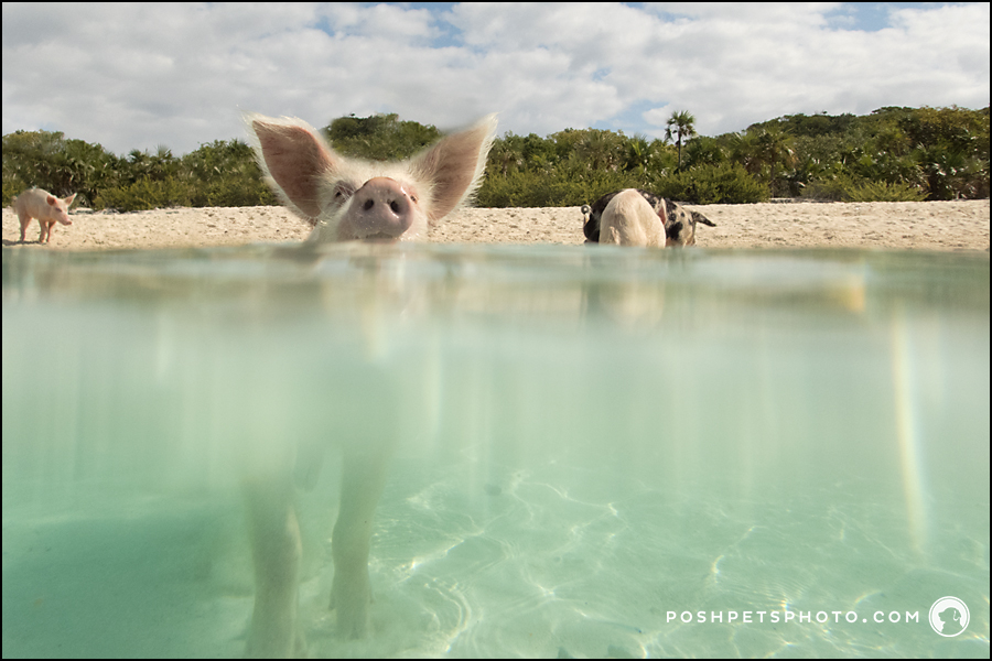 pig photography bahamas