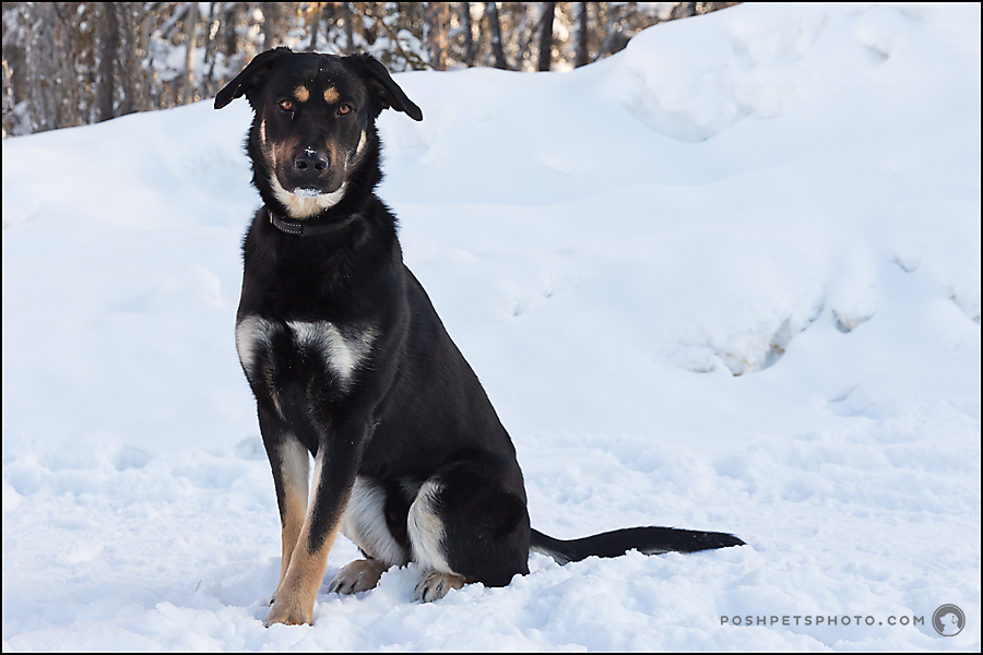 dog portrait in canada