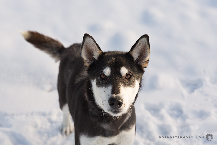 arctic dog in canada