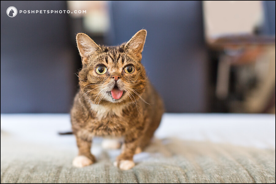 Five Business (and Life) Lessons from Lil BUB