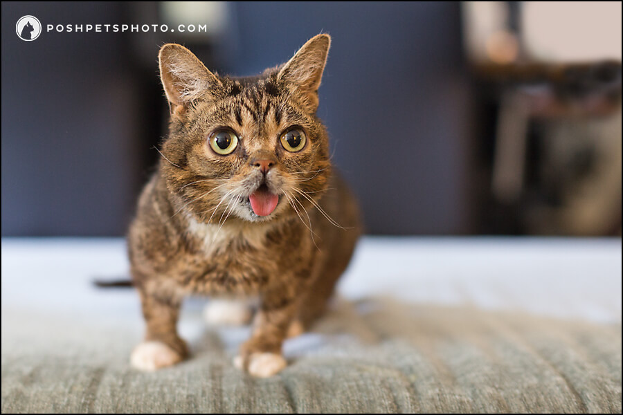 Lil BUB at the Toronto Chelsea Hotel