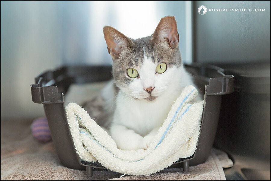 June is Adopt A Shelter Cat Month | Five Reasons to Adopt a Cat