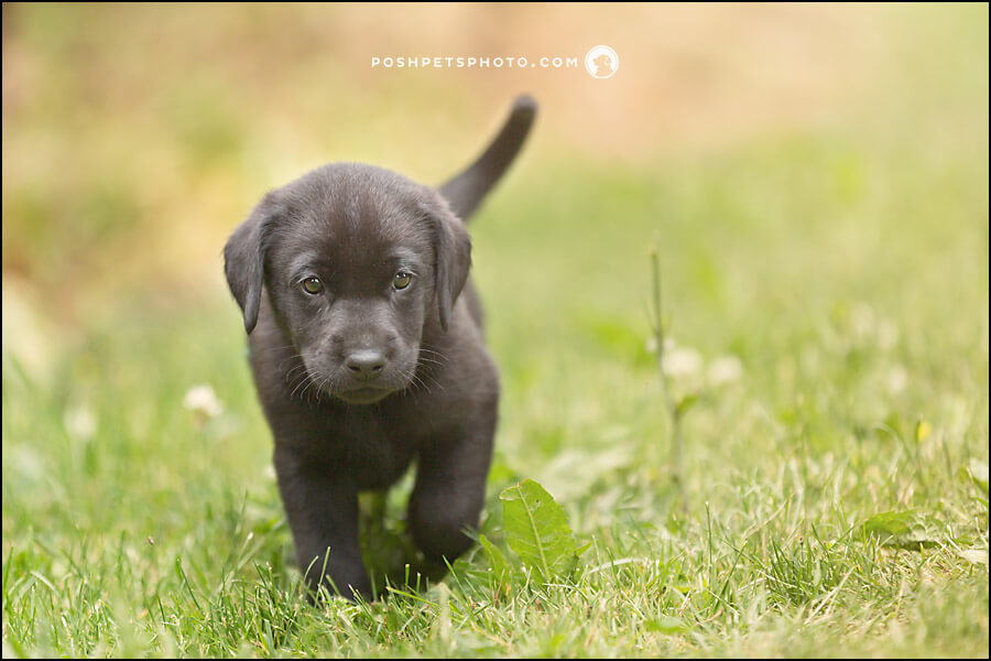 black lab puppy running