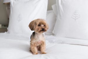toronto pet photographer dog in hotel room