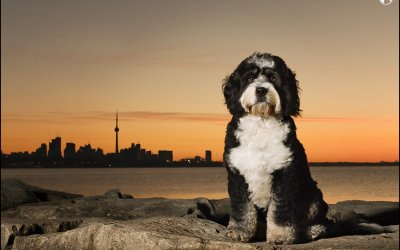 Introducing…Posh Pups in the City™ – Toronto Edition!