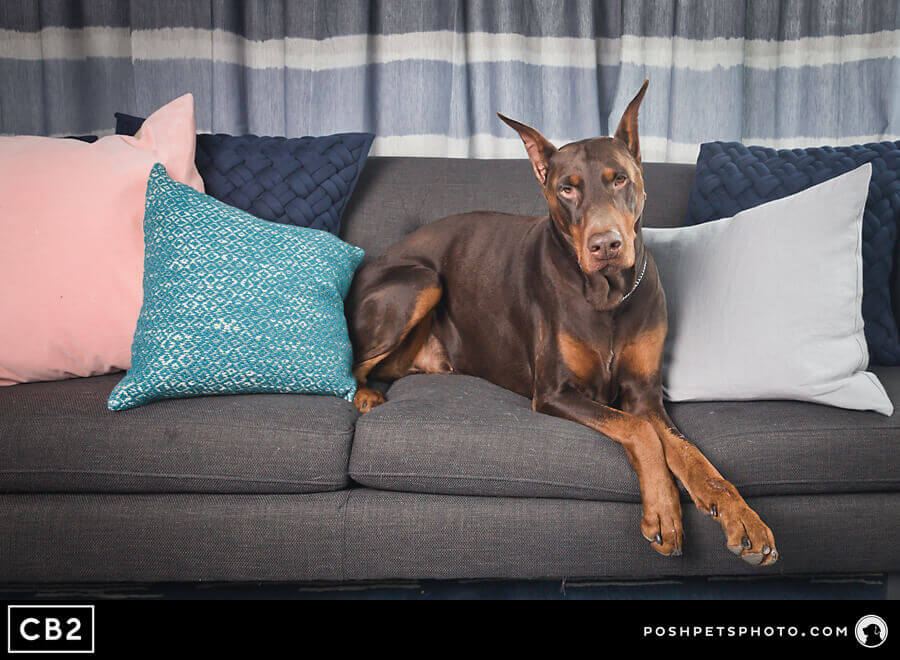 Posh Pets Photography CB2 Toronto