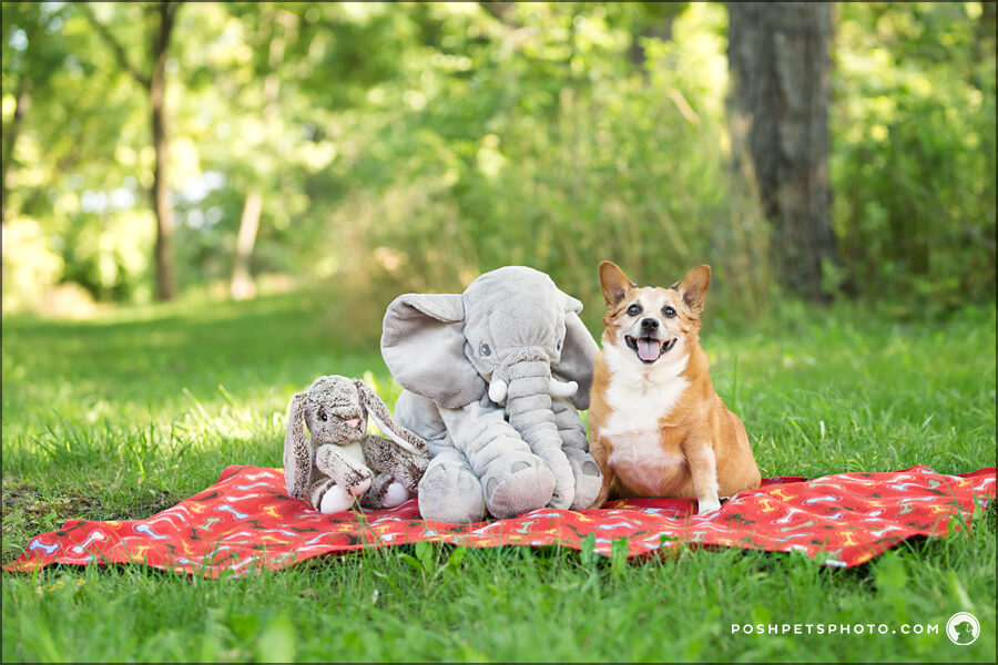 a corgi pup and his stuffed animals