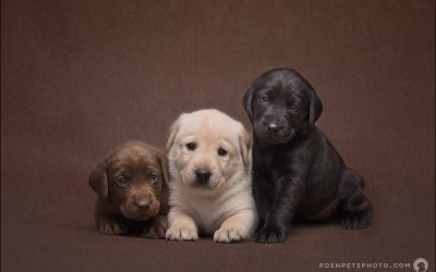 Announcing…Posh Pets Studio™ Sessions!