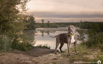 Olive | A Dog Adventure in Cambridge, Ontario
