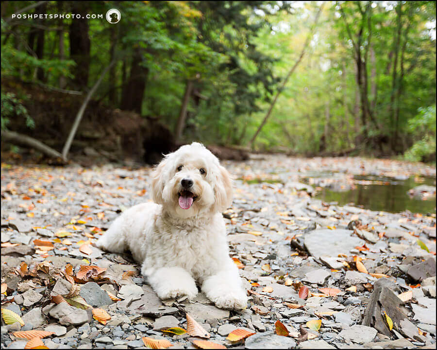 Dog Photographer, Toronto, Canada Posh Pets® Photography