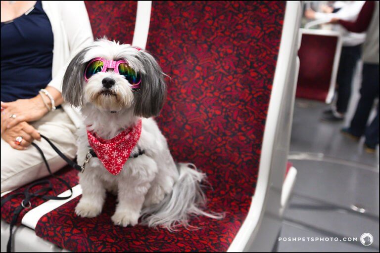 Toronto Dog Photography Tail of 20 Cities with Posh Pets Photography