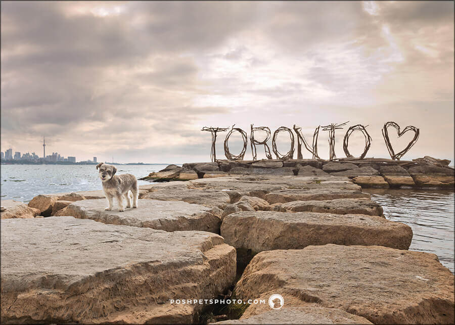 Toronto sign dog photography