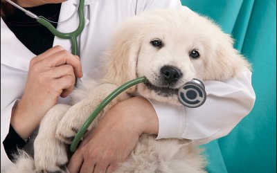 Before You Go | Tips for a Better Visit to the Vet