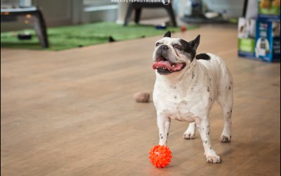 3 Tips for a Successful Bring Your Dog to Work Day