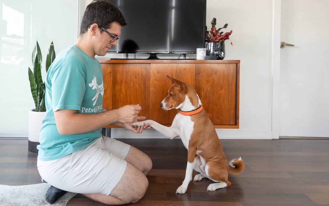 7 Ways to Make Your Dog Happy on a Consistent Basis