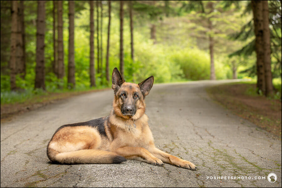 Bo, The German Shepherd of Cottage Country | Collingwood Dog Photography