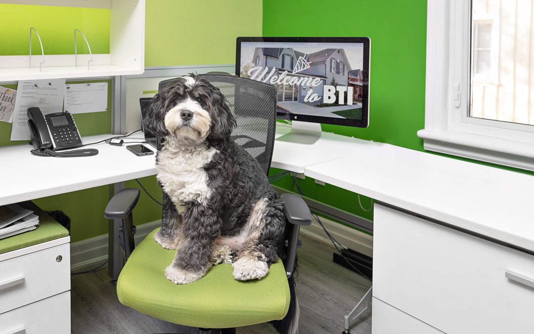 Myca, The Director of Happiness |dog@work Toronto