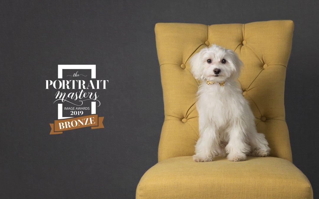Dog Portrait Award for Toronto Posh Pets® Photography