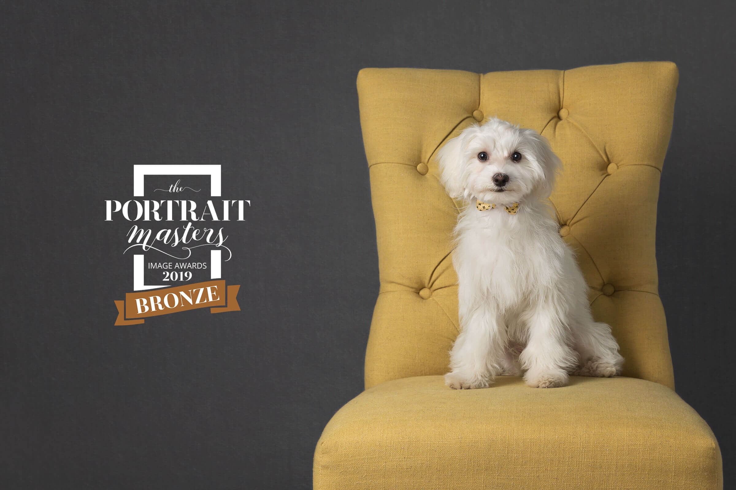 little white dog on yellow chair studio portrait