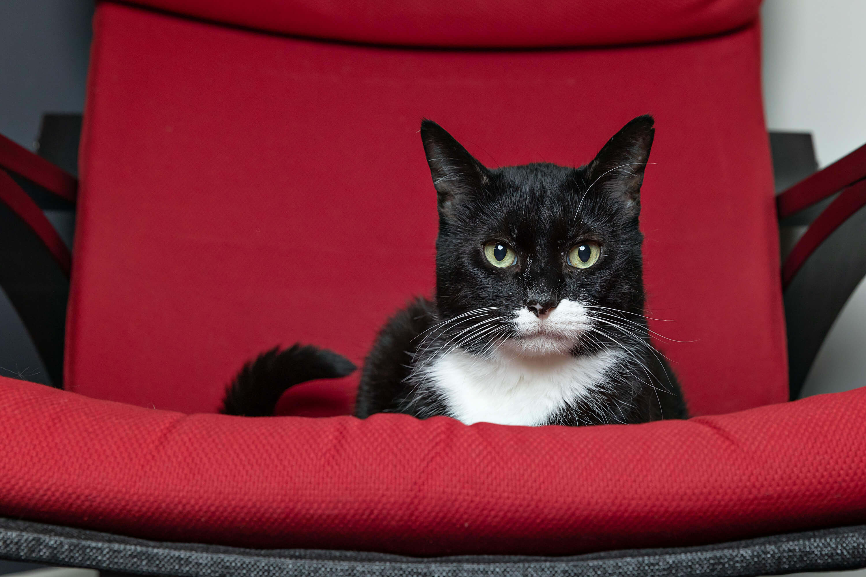 cat on red office chair