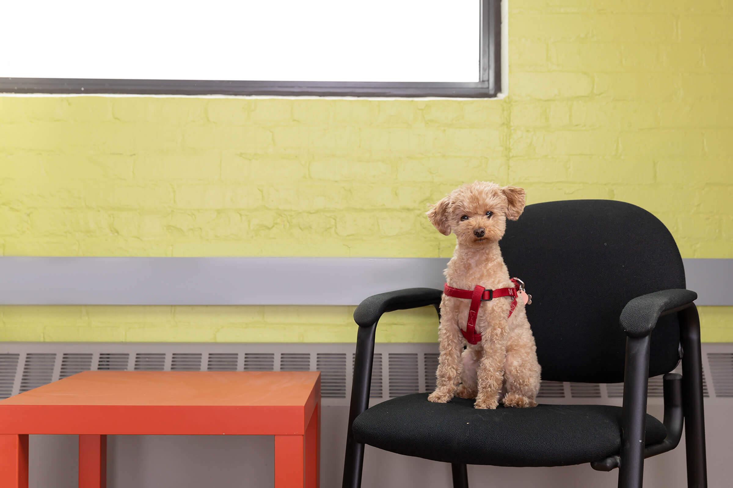 little dog in Toronto office