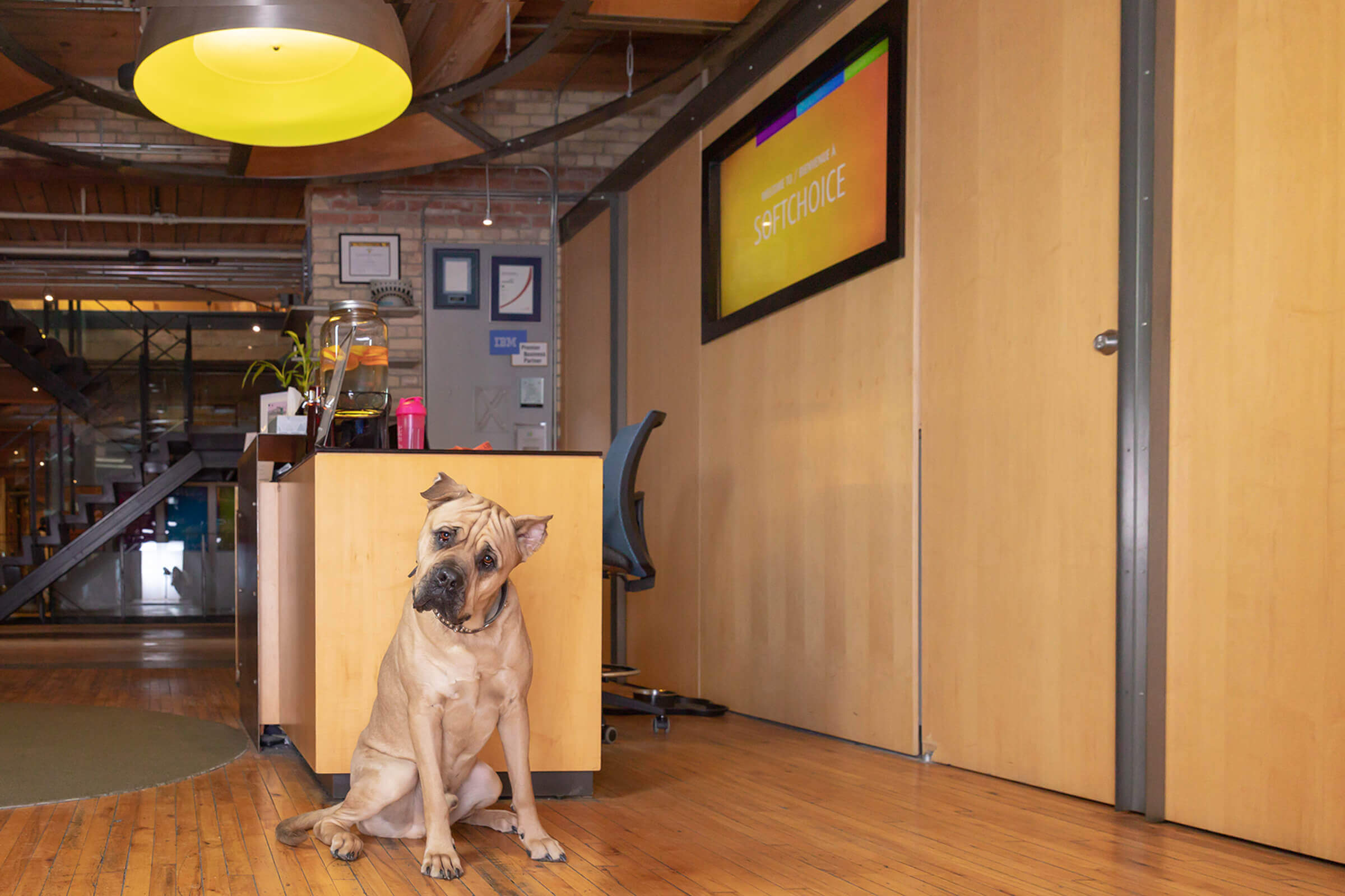cane presario dog in Toronto office