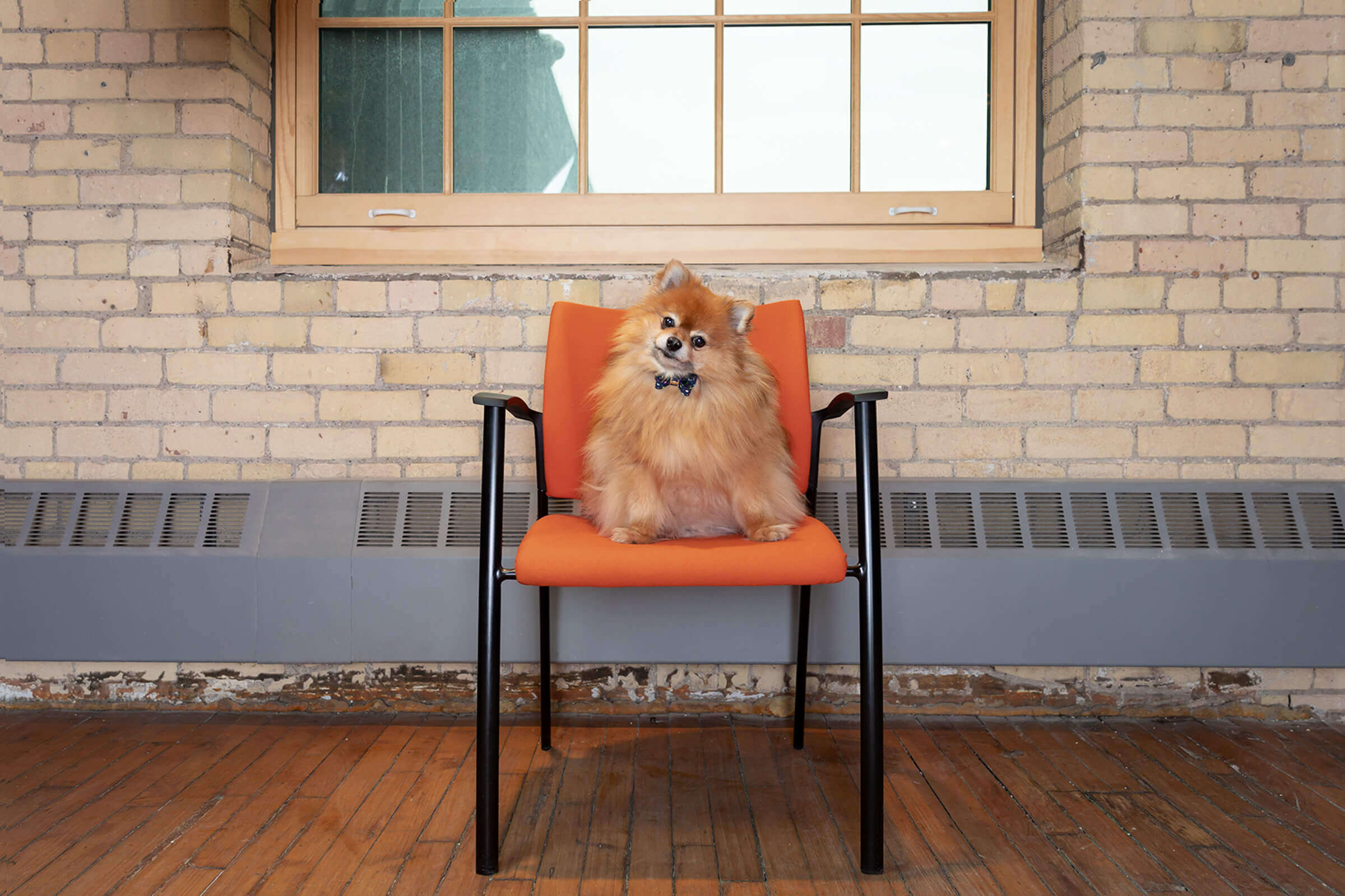 pomeranian dog in Toronto office