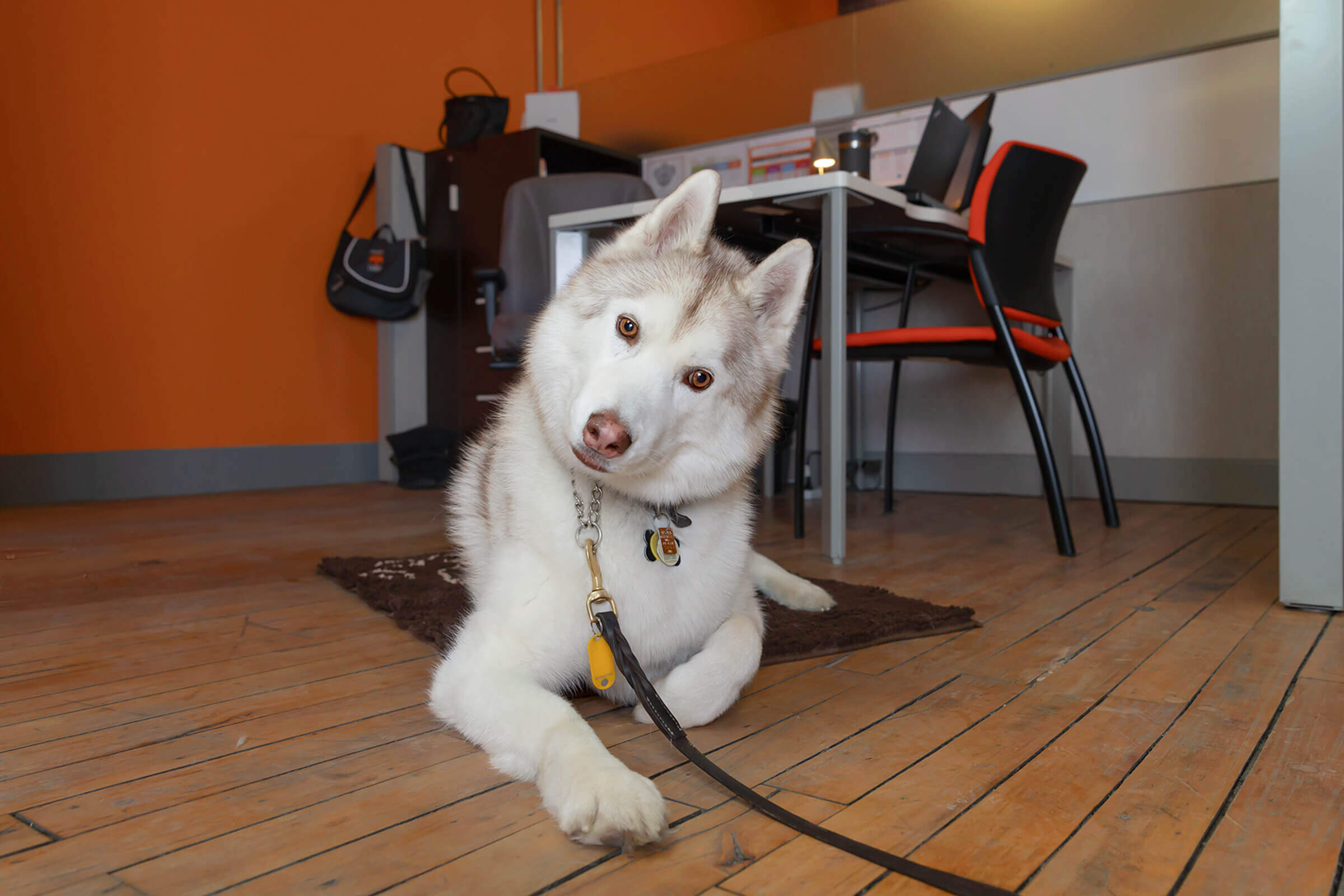 husky dog in Toronto office